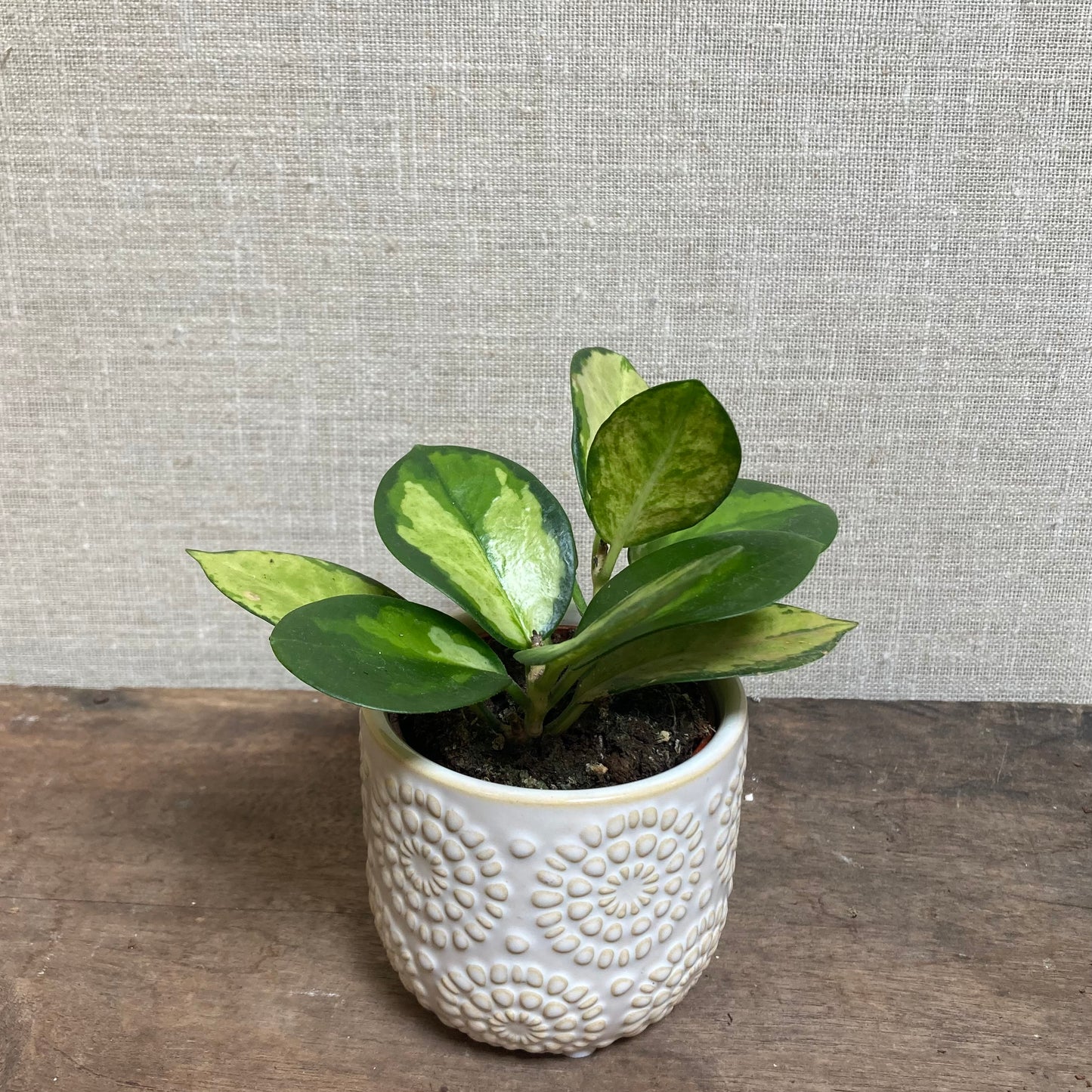 Hoya Australis Variegated - 3”