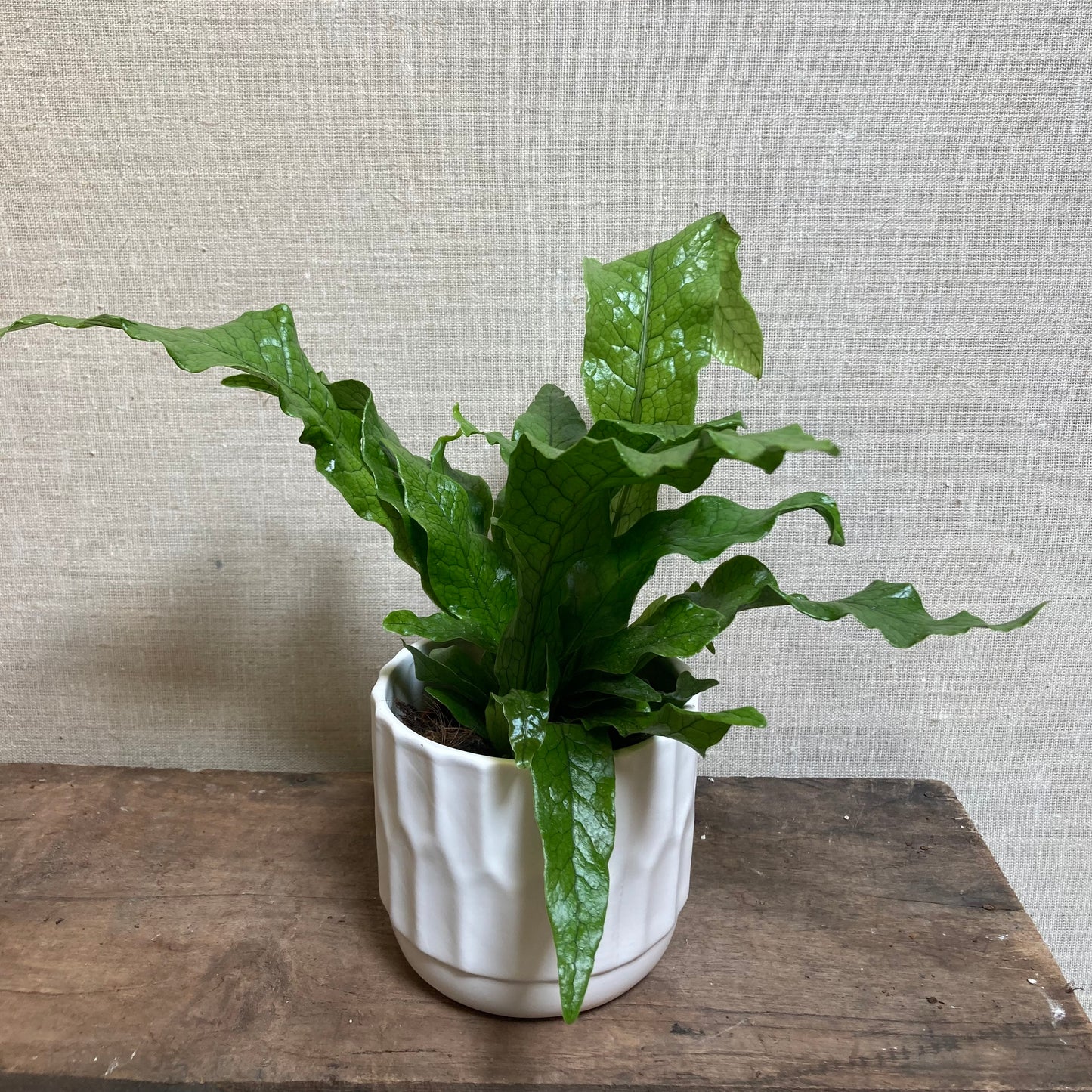 Fern - Crocodile Fern 4"