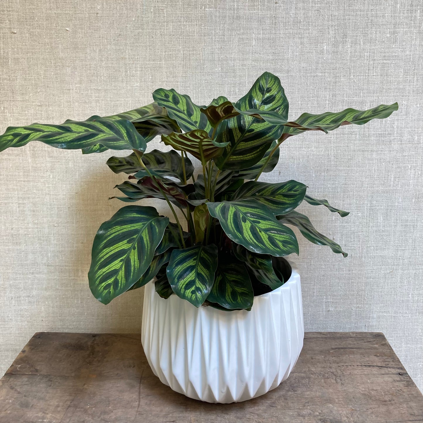 Calathea - Makoyana