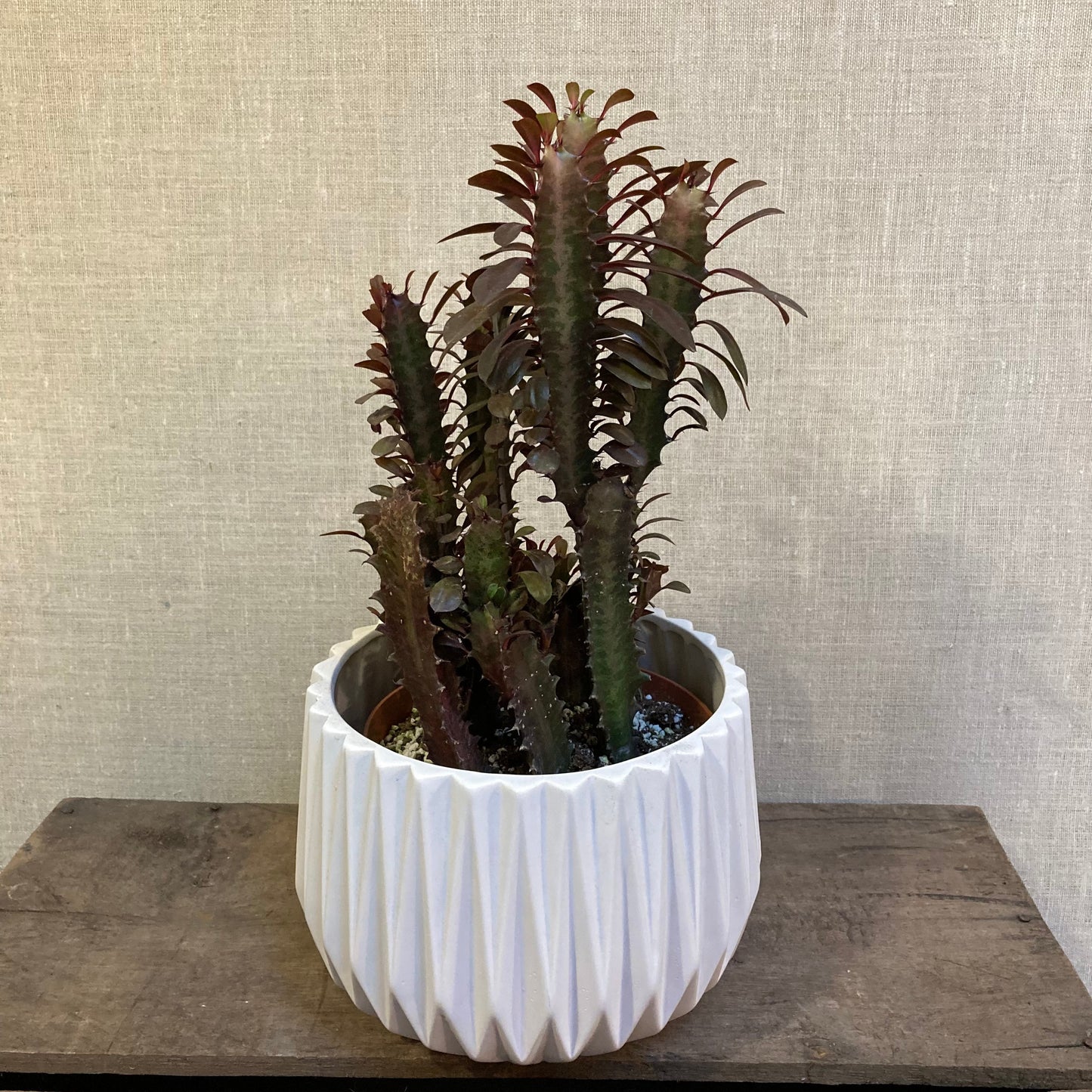 Euphorbia Trigona - 6”