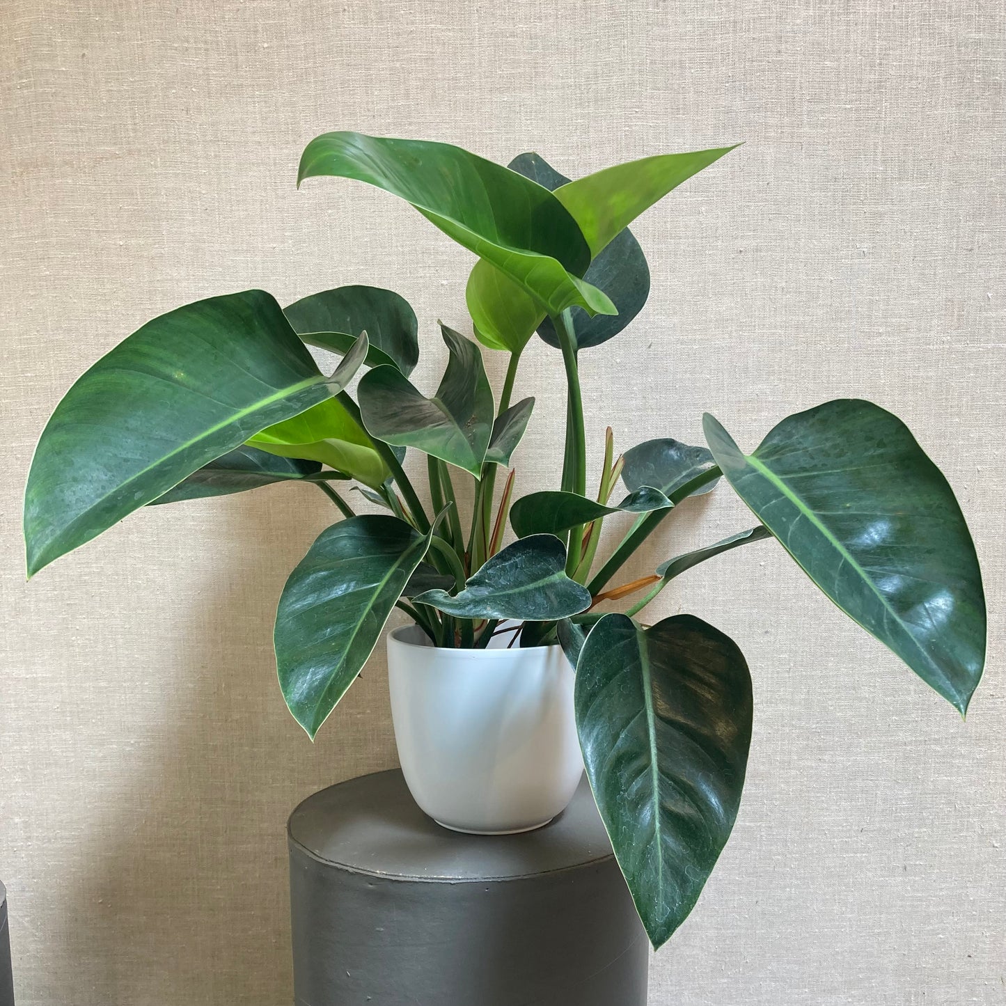Philodendron Green Congo- 6”