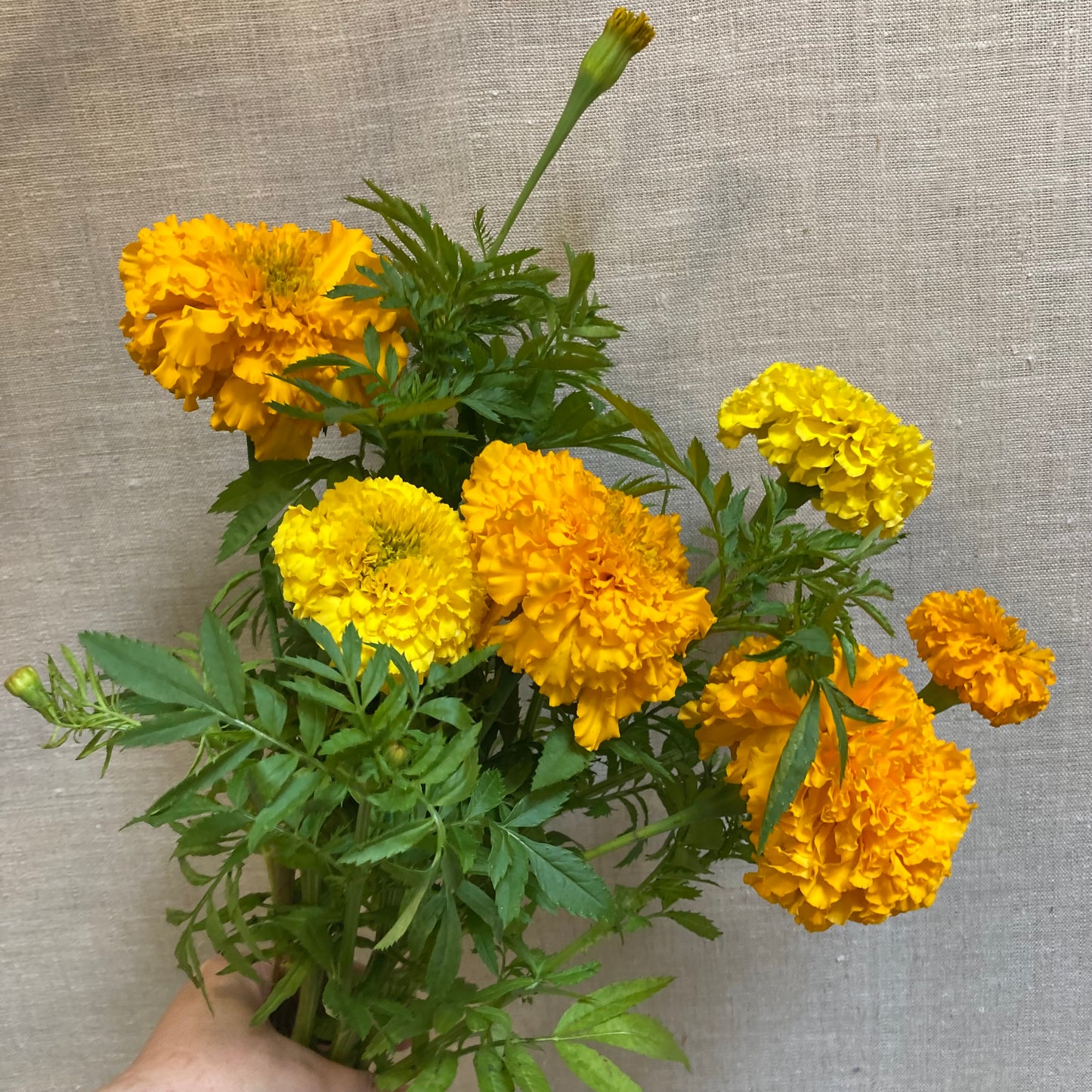 Marigold bunch