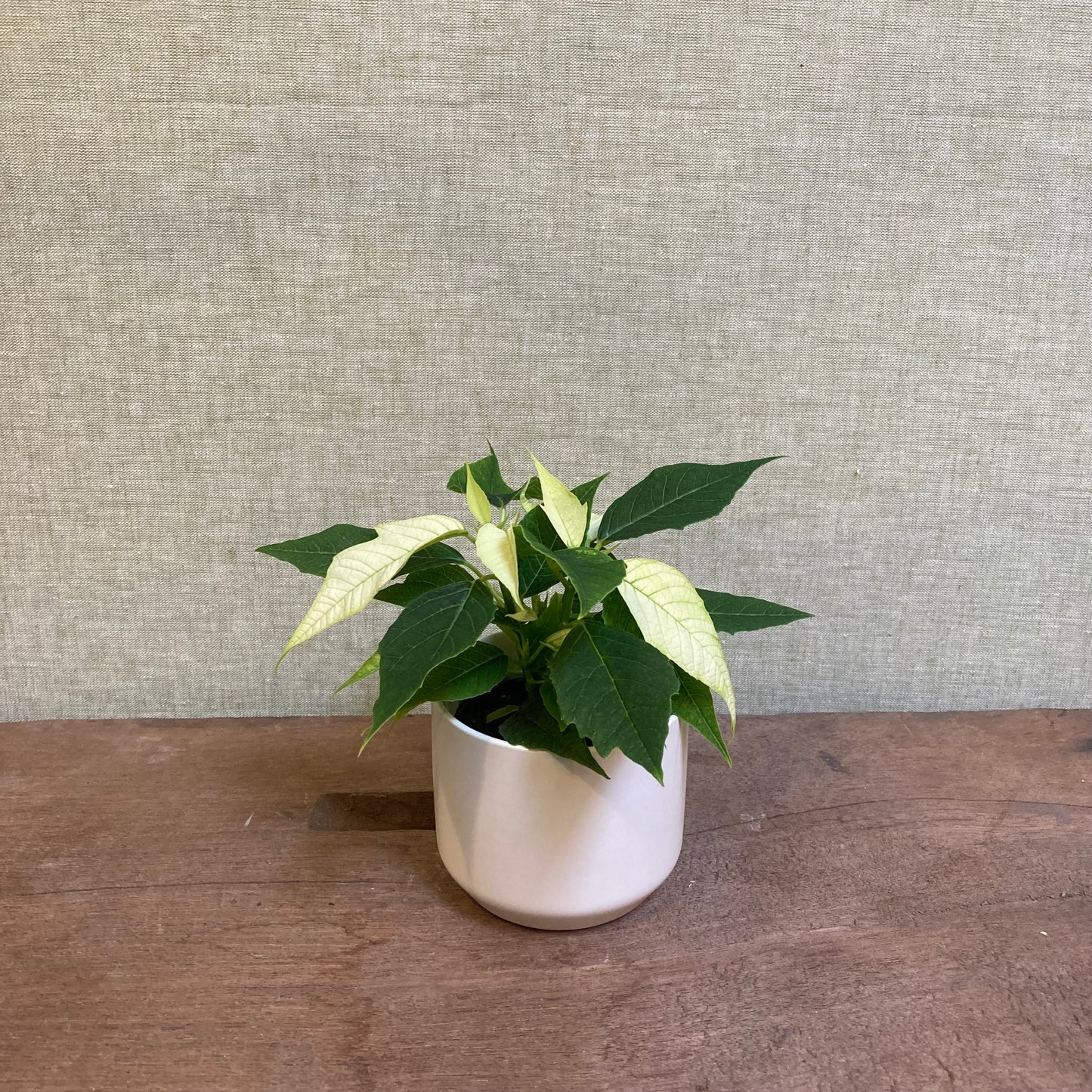 Poinsettia 2.5” pot
