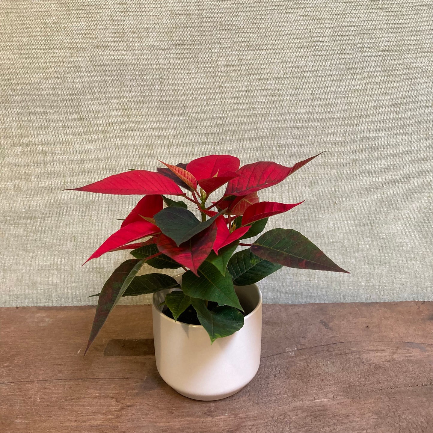 Poinsettia 2.5” pot