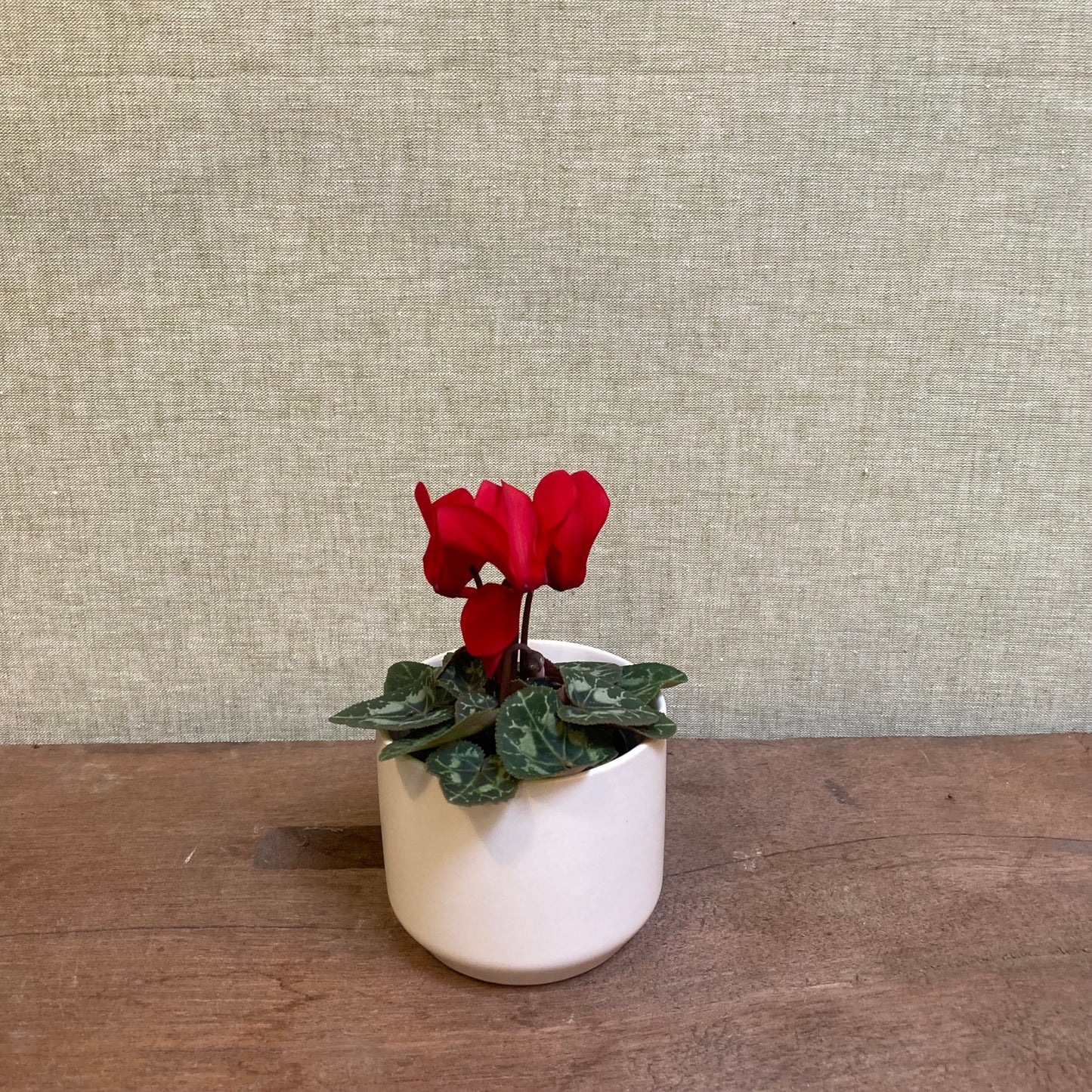 Cyclamen 2.5” pot