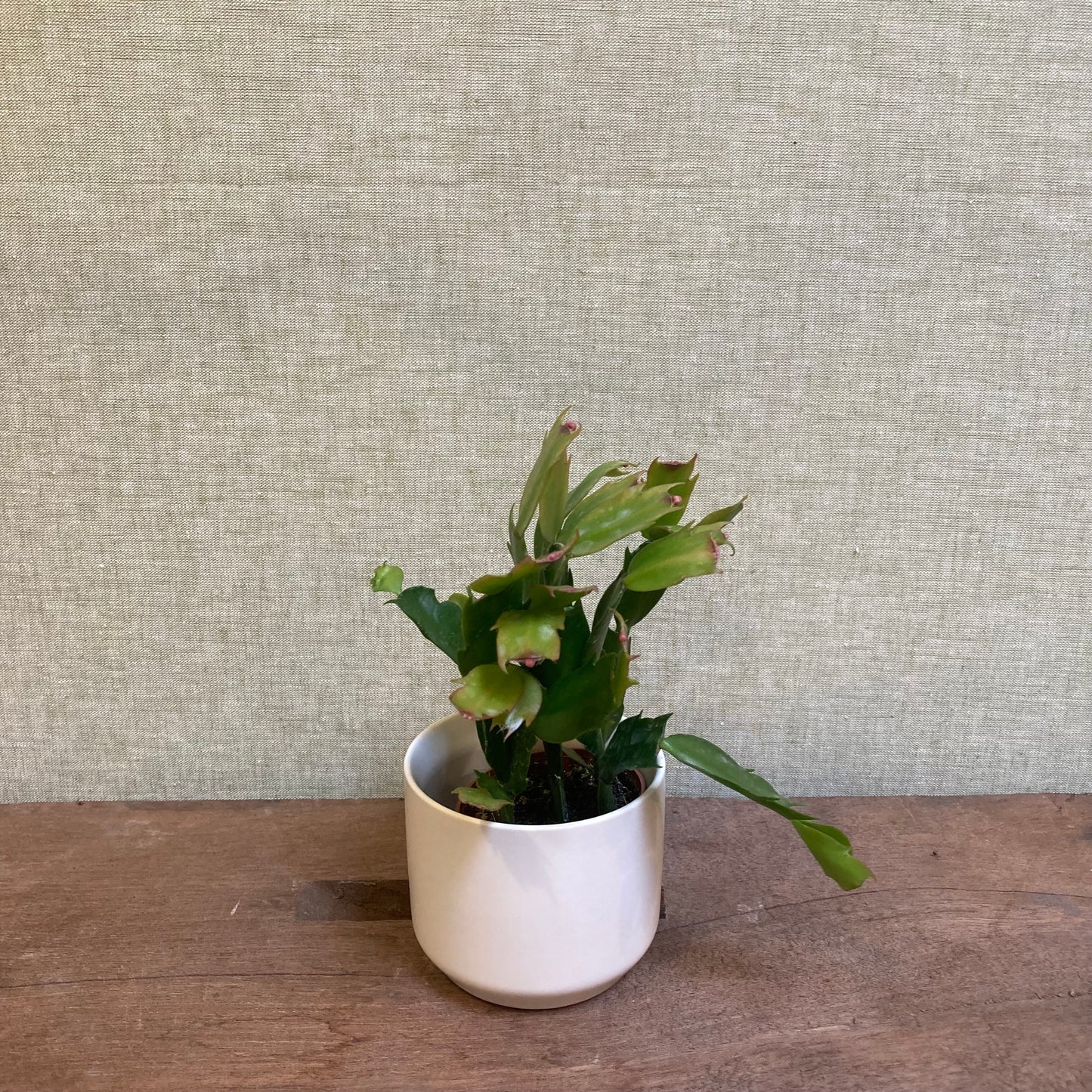 Christmas cactus 2.5” pot