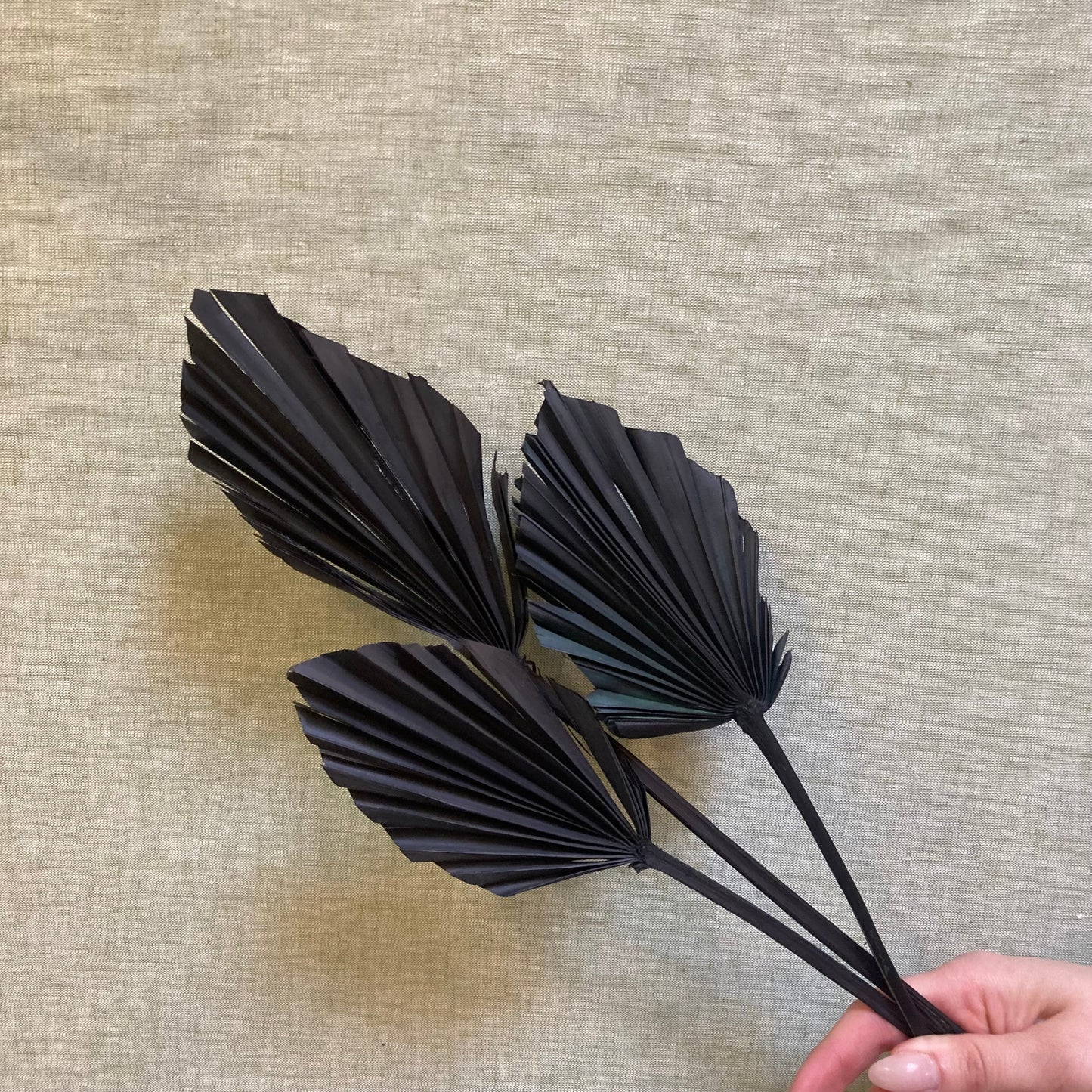 Dried Palm Fan