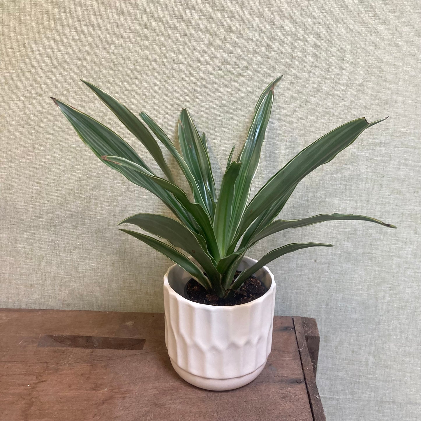Dracaena Warneckii