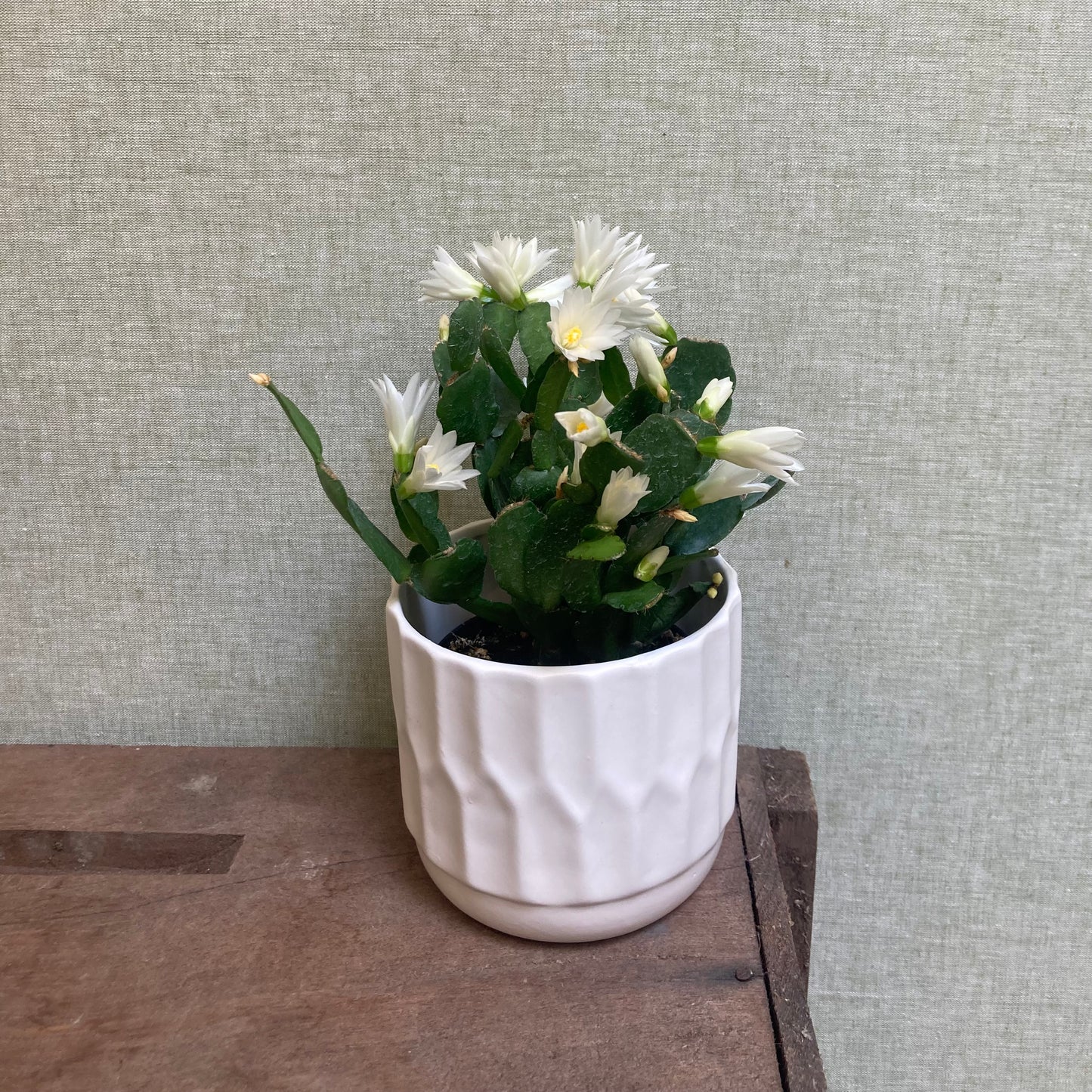 Easter/Spring Cactus 4”