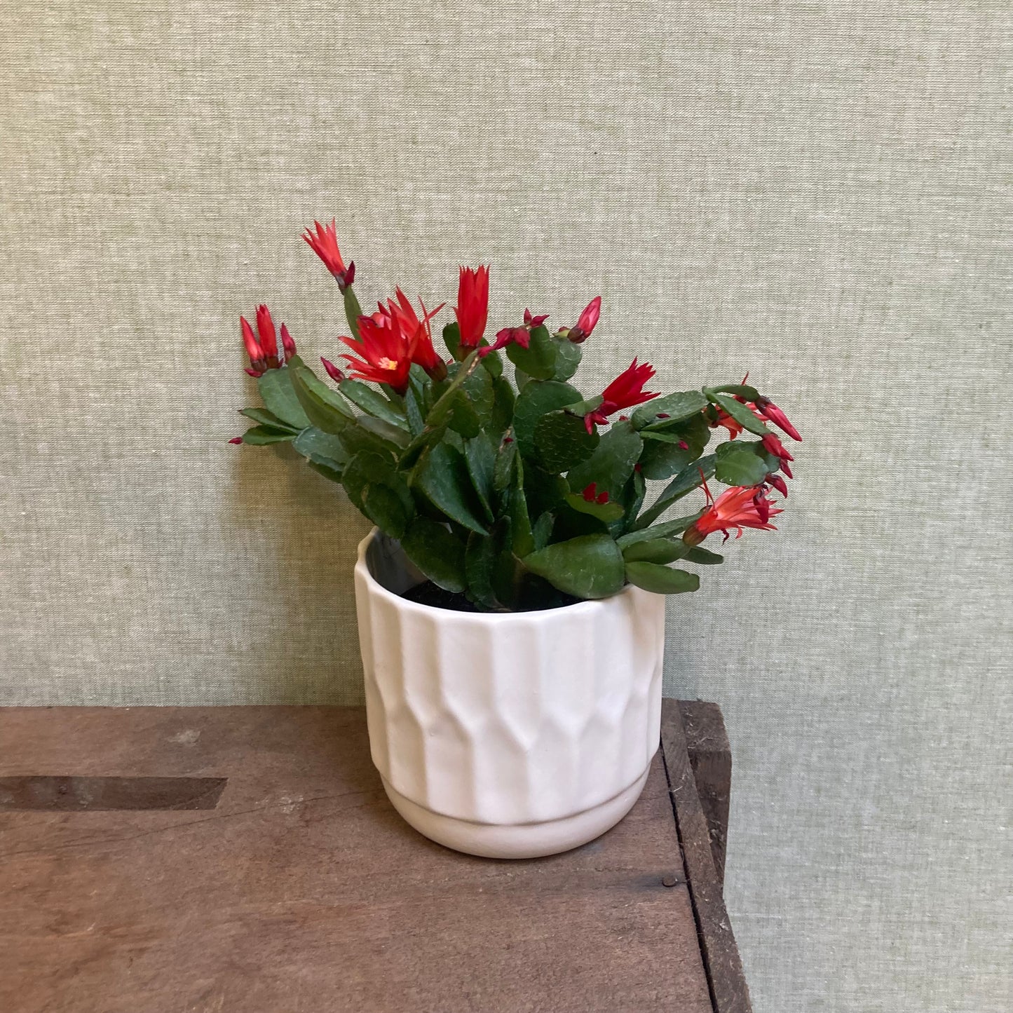 Easter/Spring Cactus 4”