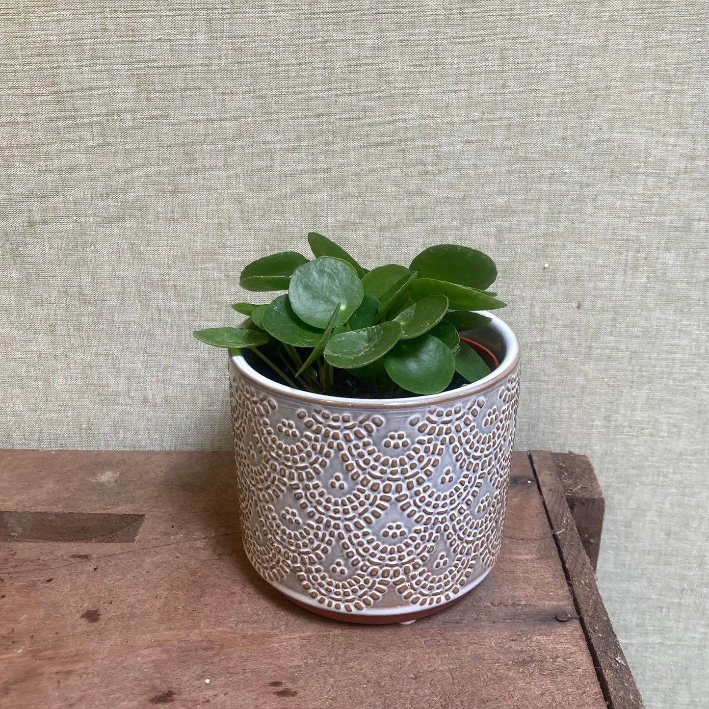 Pilea - 3.5"