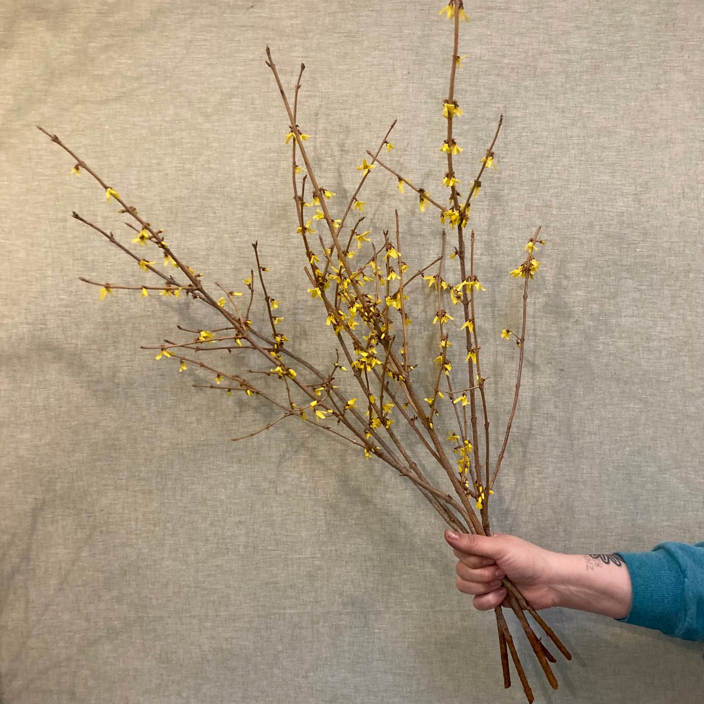 Forsythia bunch
