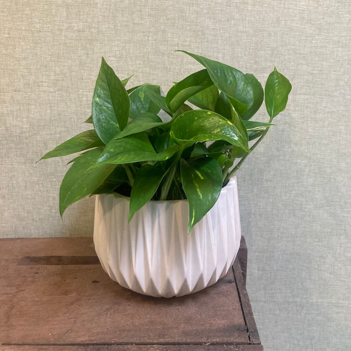 Pothos - Green & Gold