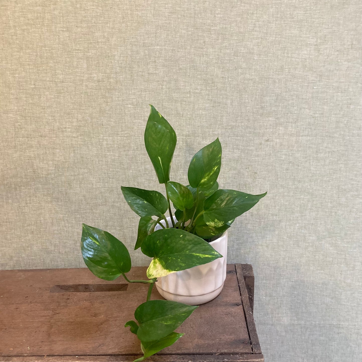 Pothos - Green & Gold