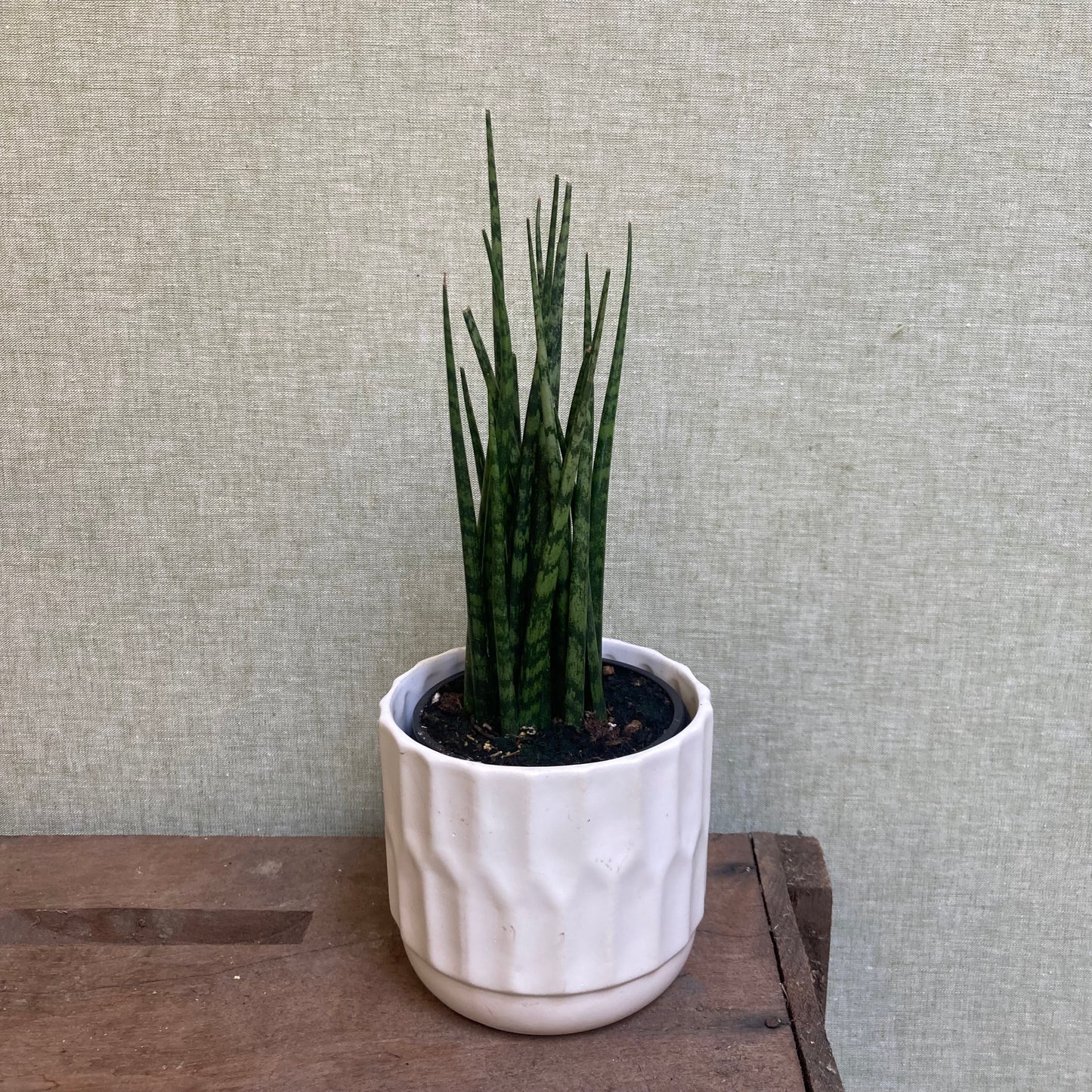 Snake plant – (Sanseveria) Fernwood 4”