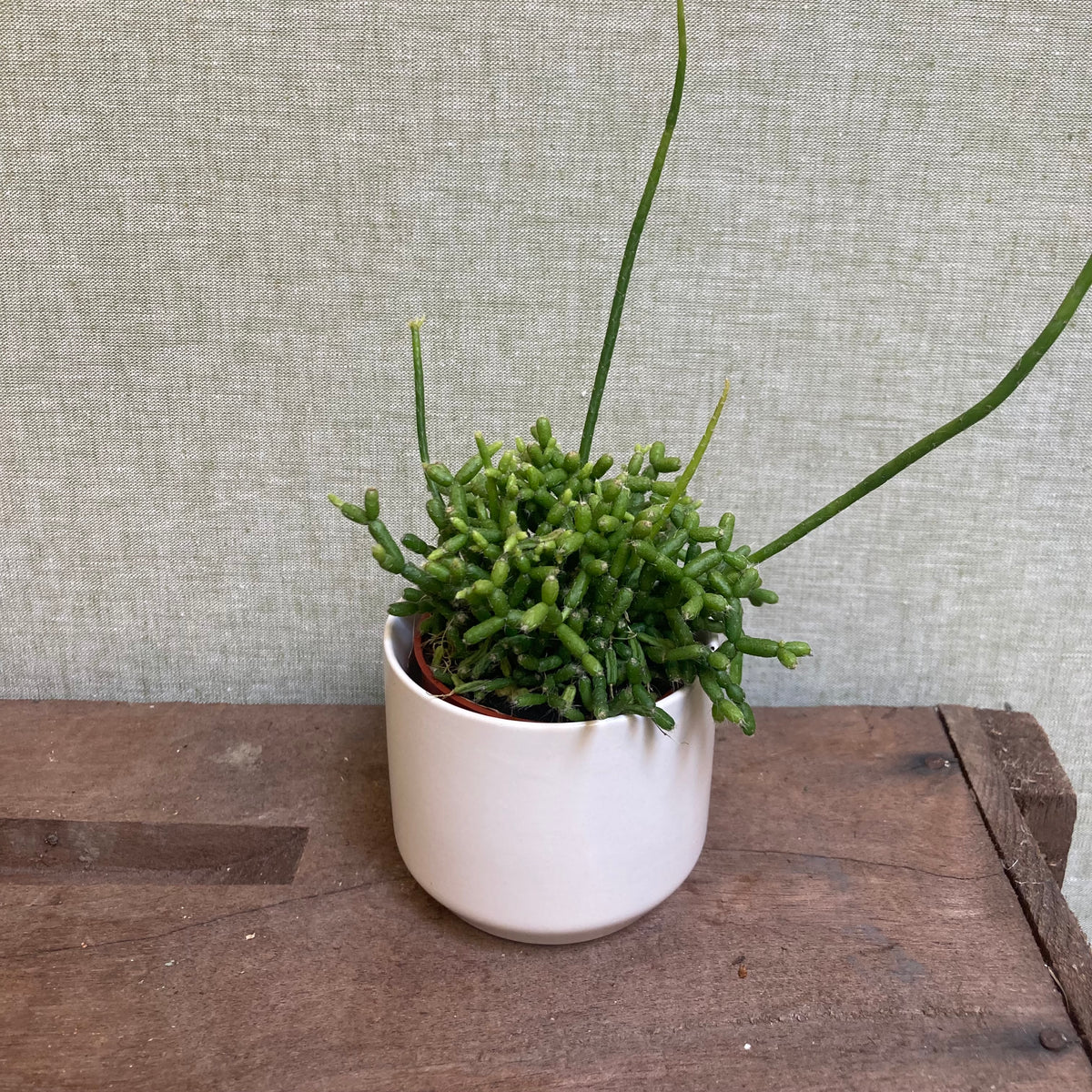 Rhipsalis Hatoria