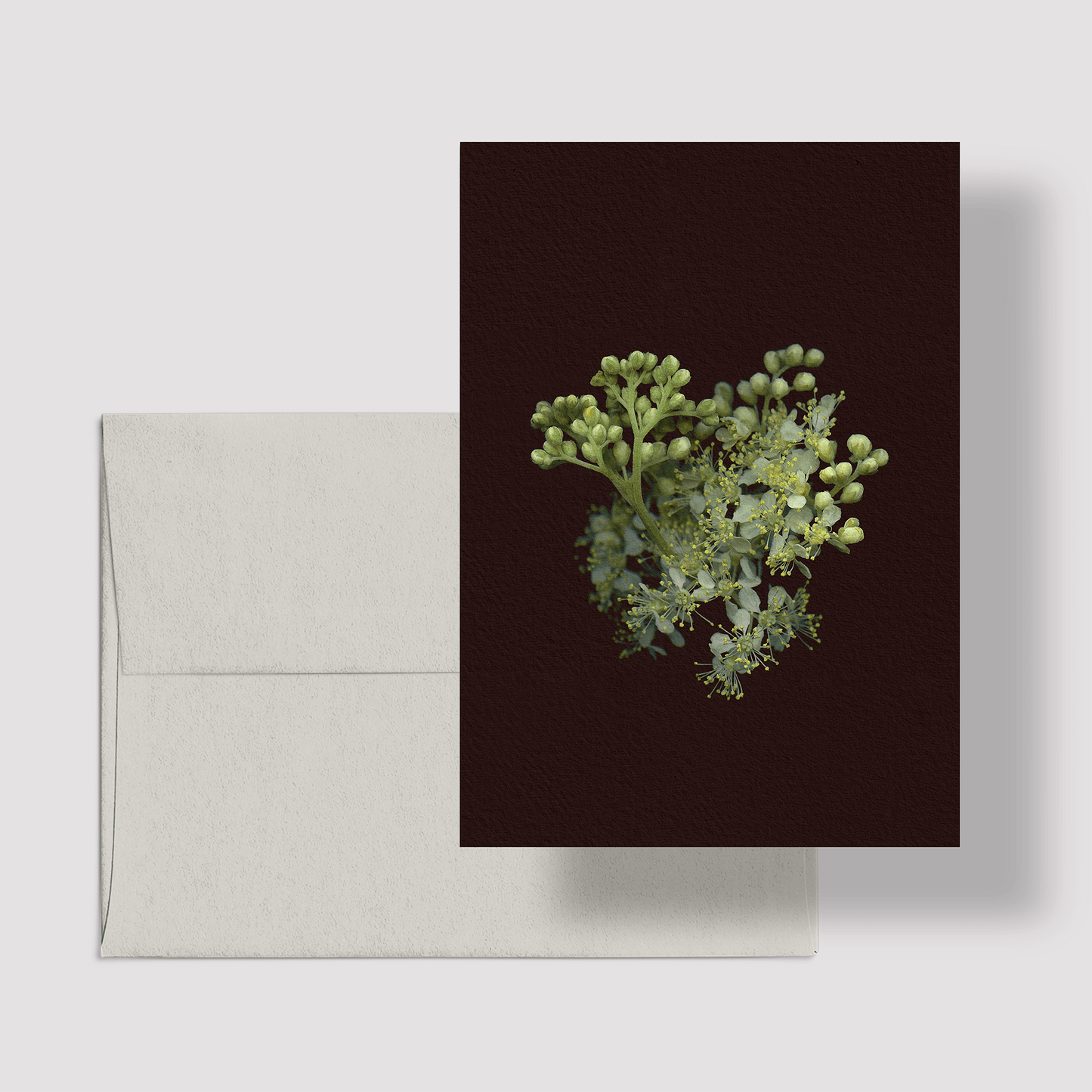 Card / Meadowsweet