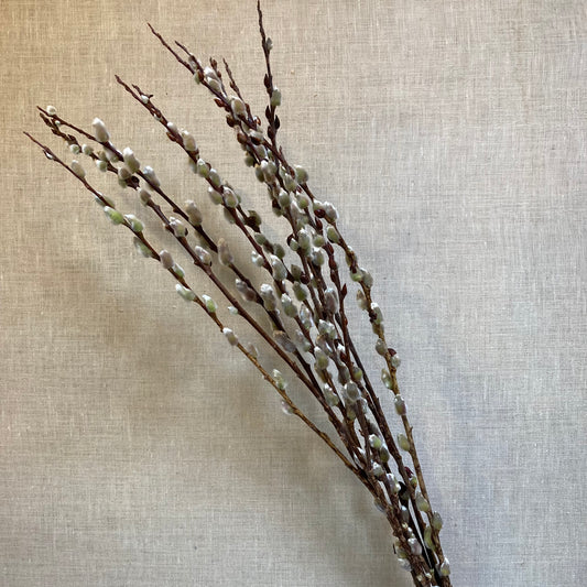 Pussy Willow bunch - 18”