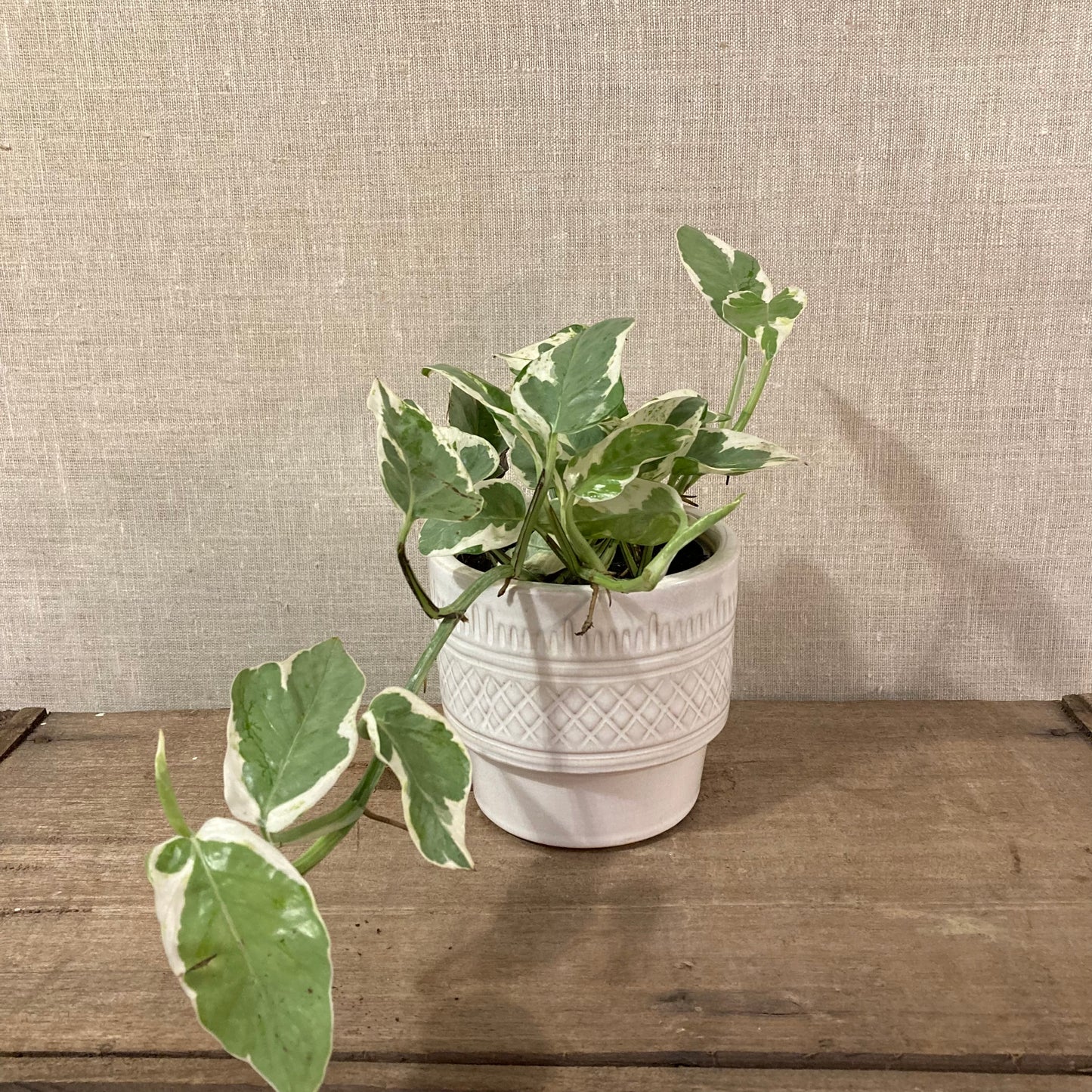 Pothos- Variegated