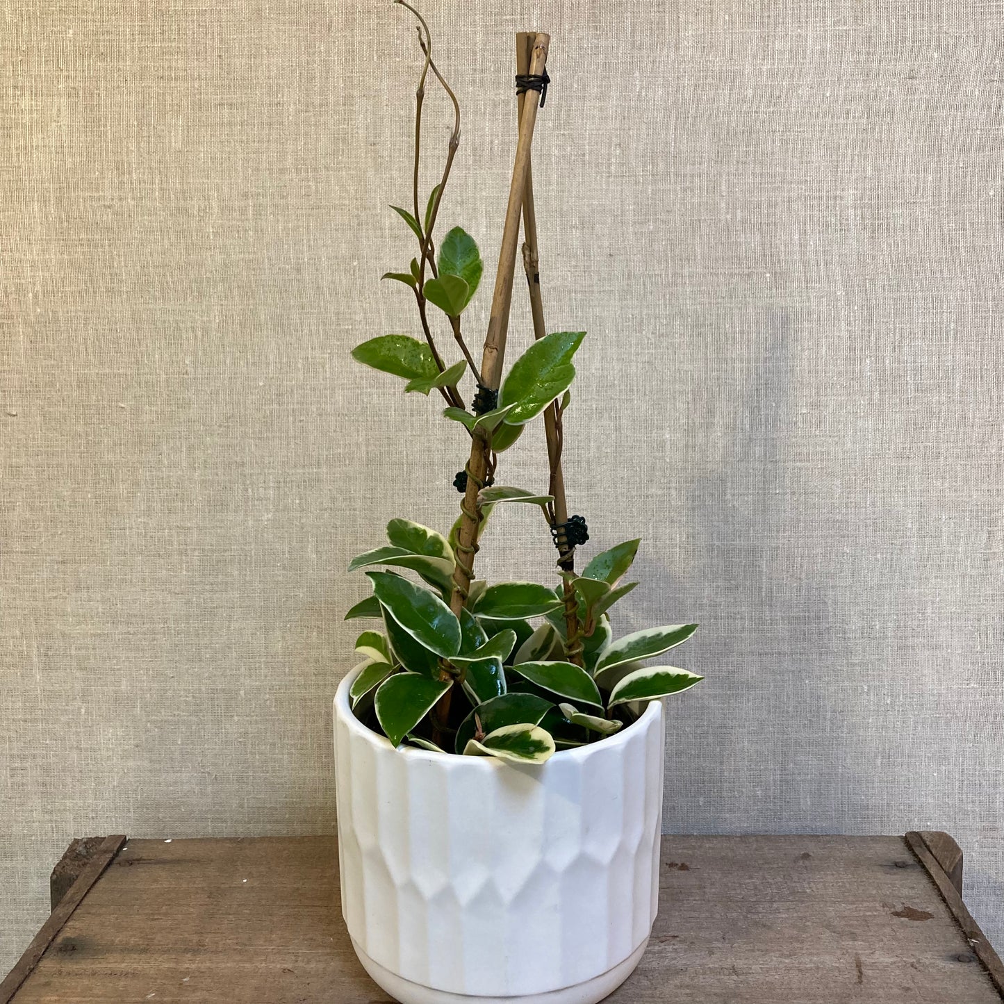 Hoya Crimson Queen 6”