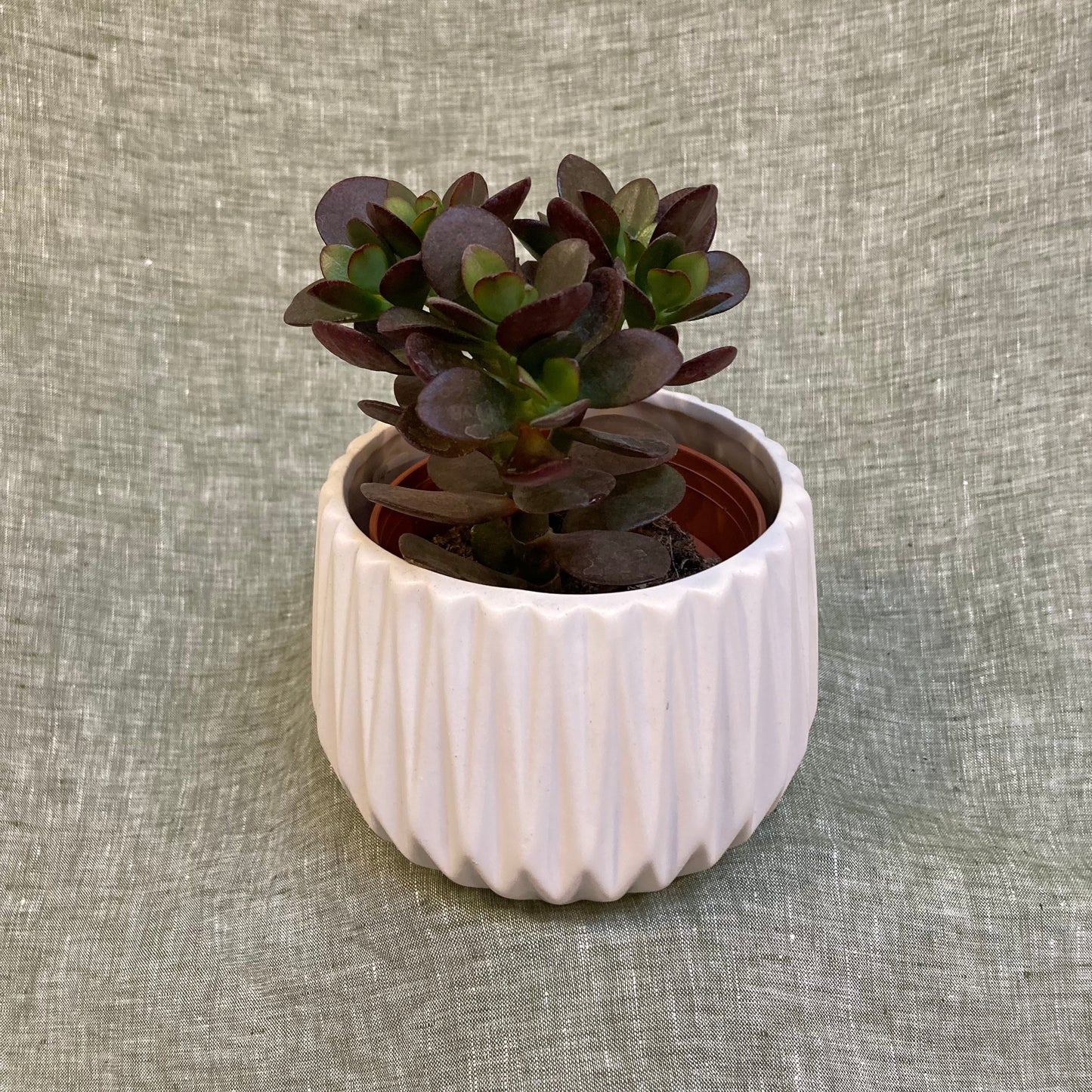 Jade plant - Crassula Ovata