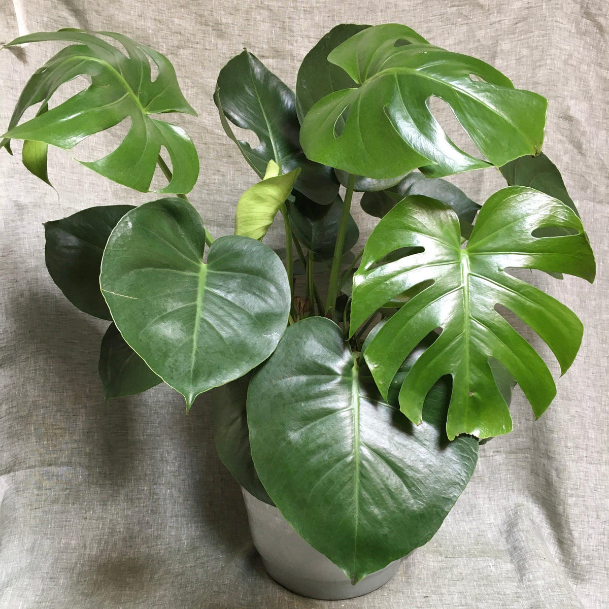 Monstera Deliciosa - X-Large