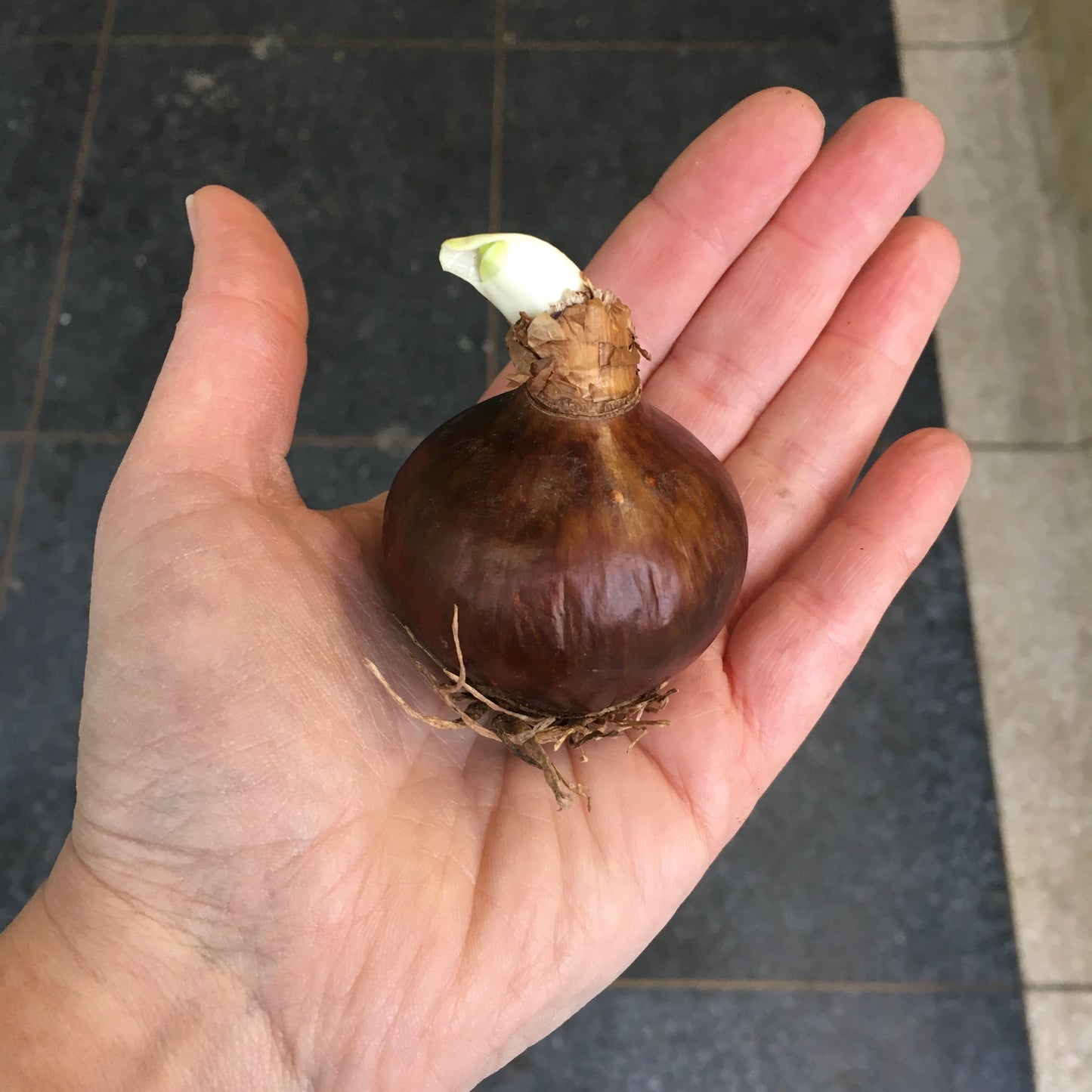 Paperwhite Bulbs (bag of 5)