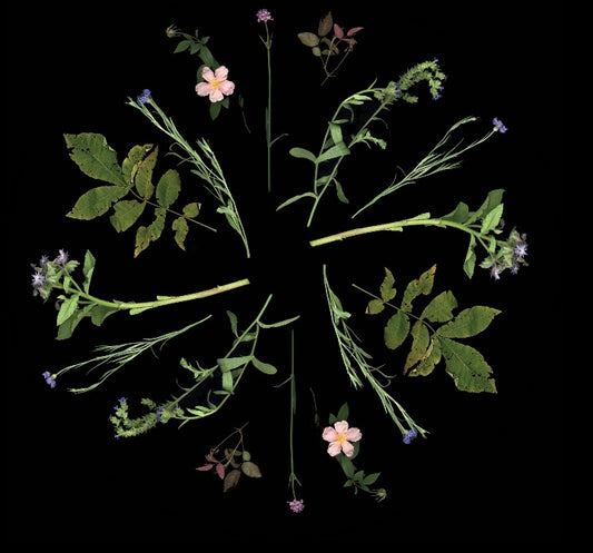 Herbarium print - Sight