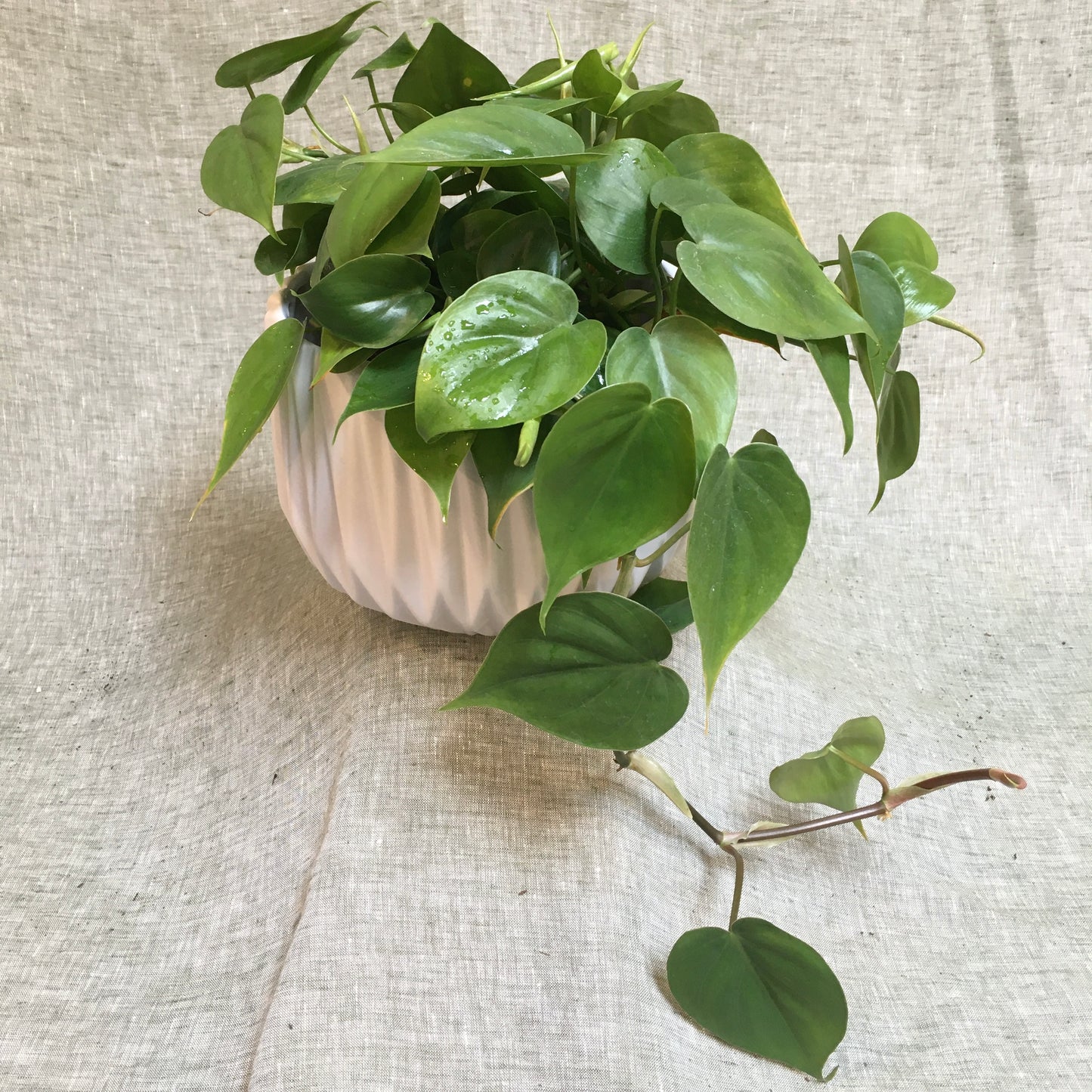Philodendron Cordatum