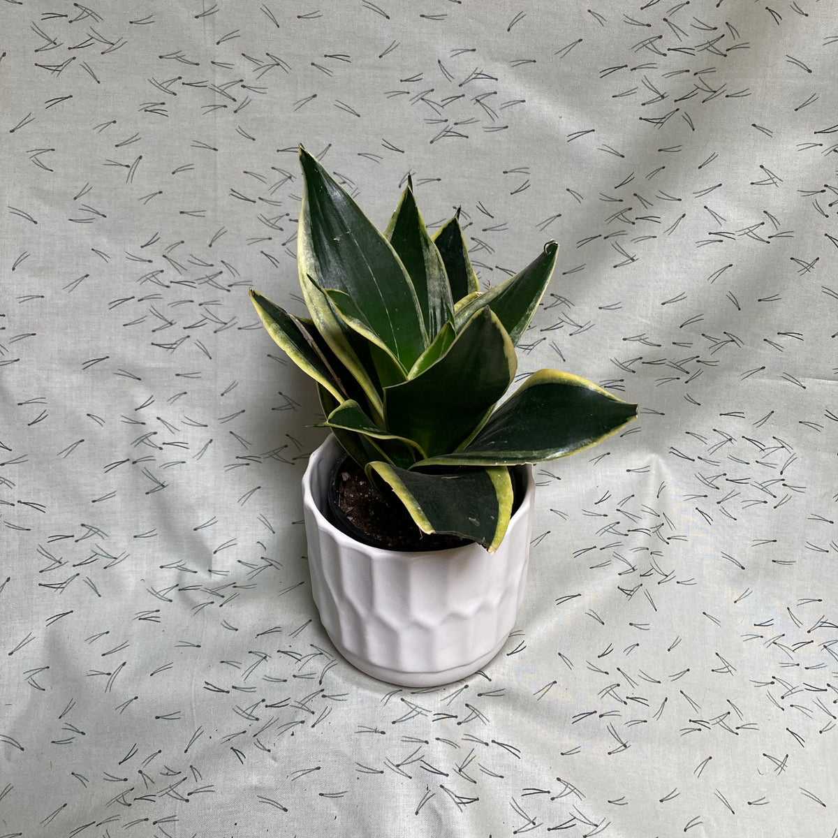 Snake plant (Sanseveria) Rosette - 4”