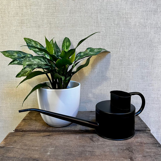 Watering Can