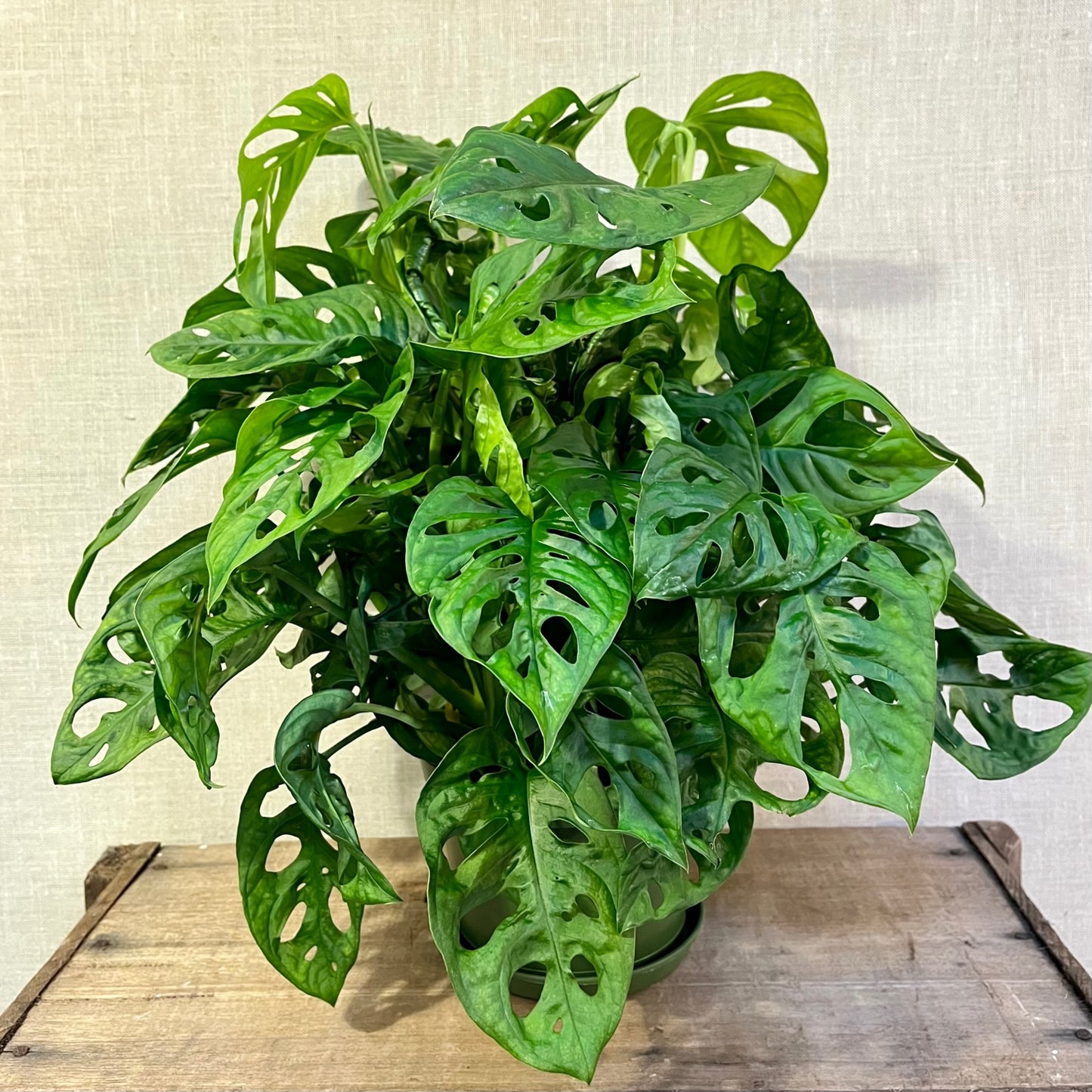 Swiss Cheese (Monstera Adansonii) - 6”