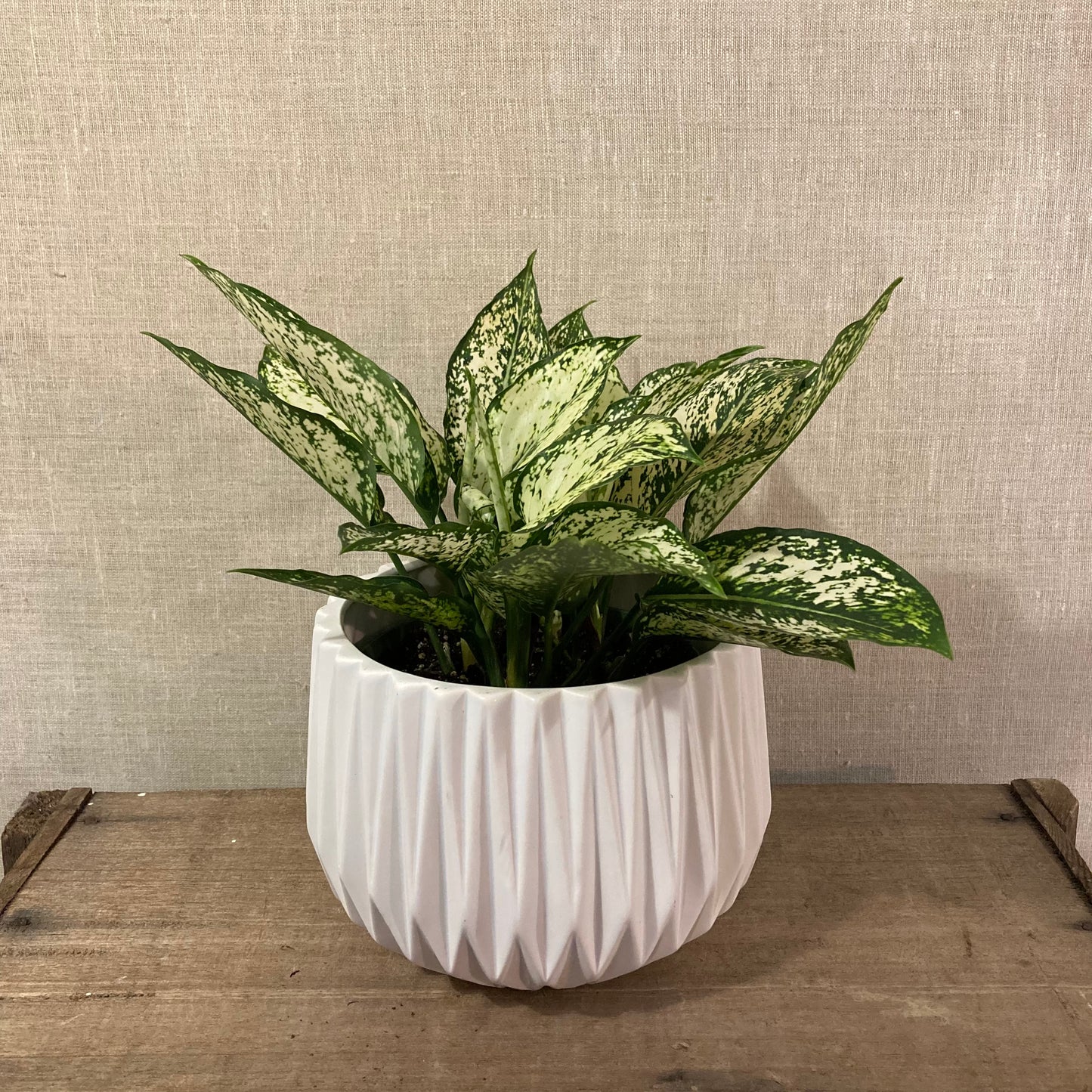 Aglaonema (White Dalmation) in 6" pot