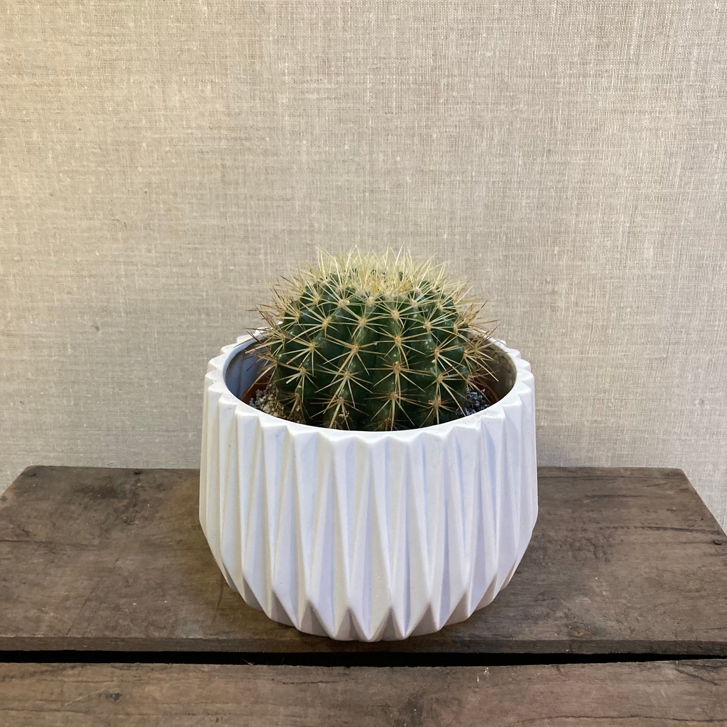 Cacti Golden Barrel - 6”