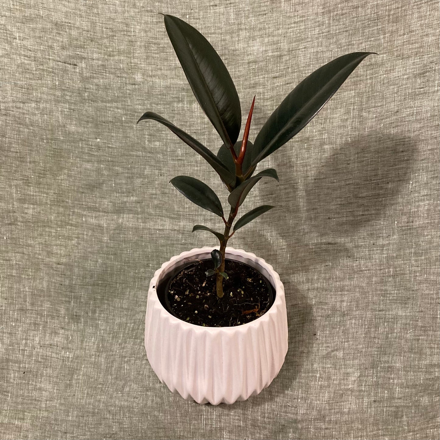 Rubber Plant (Ficus Elastica) - Dark