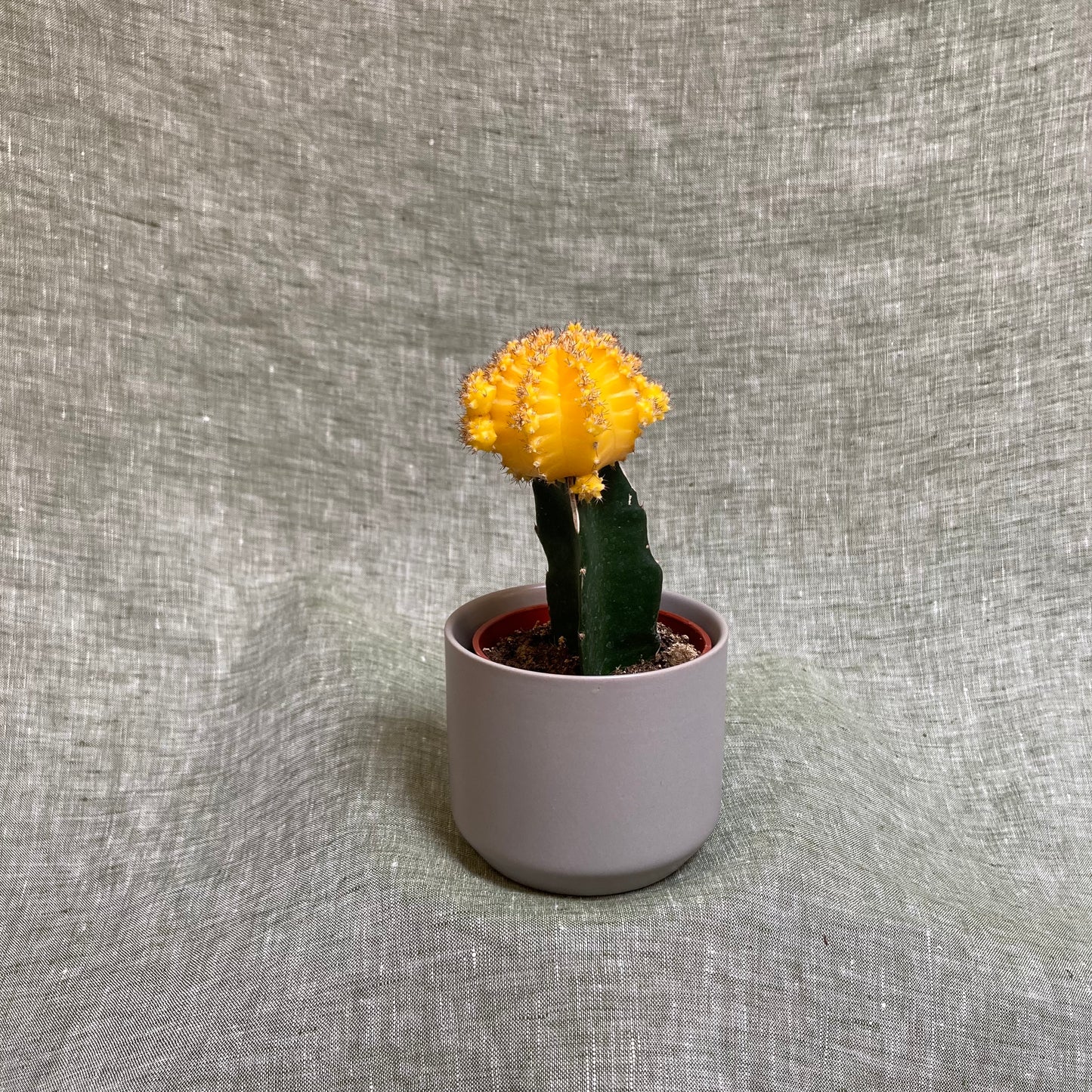 Moon Cactus - 2.5"