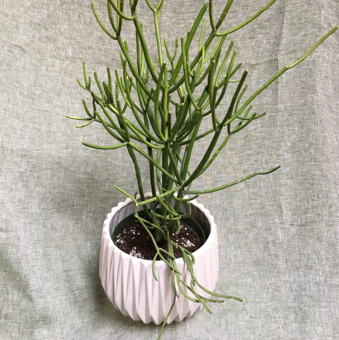 Pencil Cactus (Euphorbia)- 6"