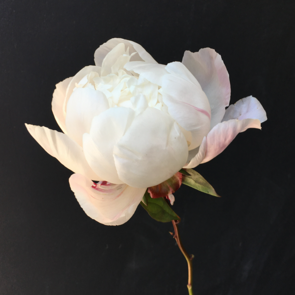 Peony Bunch