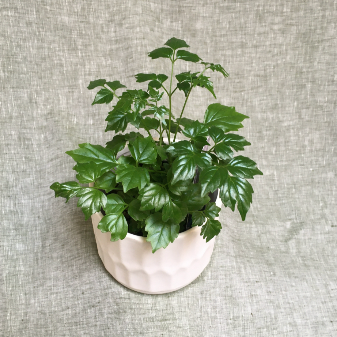 China Doll – 3.5" Pot