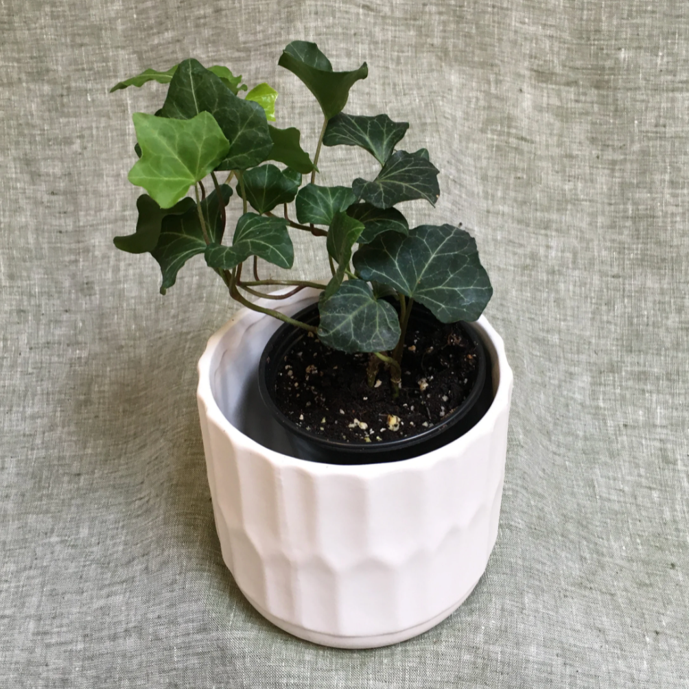 English Ivy – 4” Pot