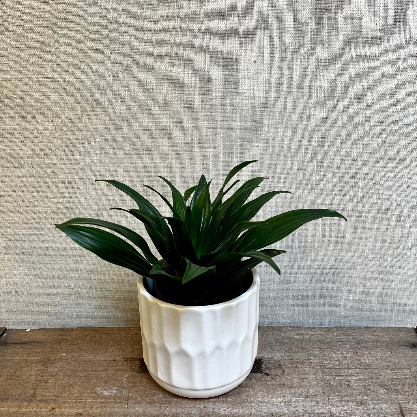 Dracaena - Birds Nest