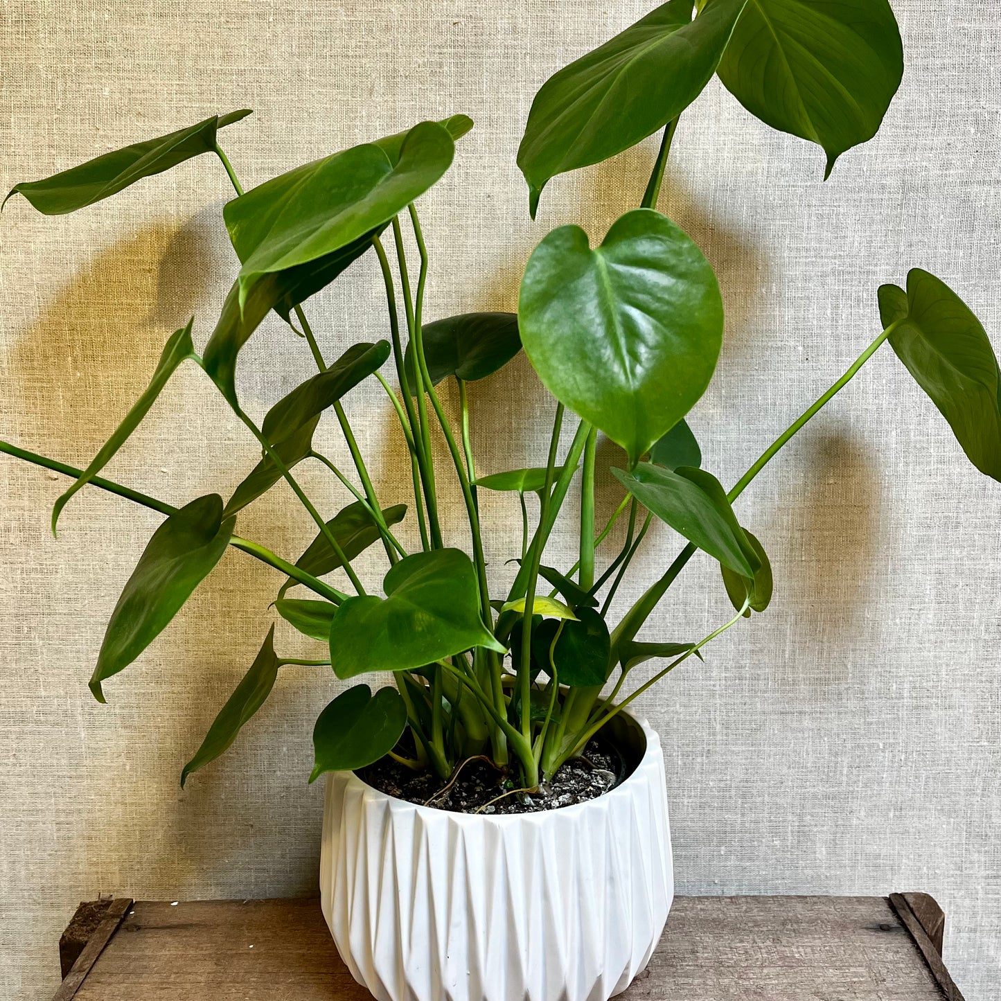 Monstera Deliciosa