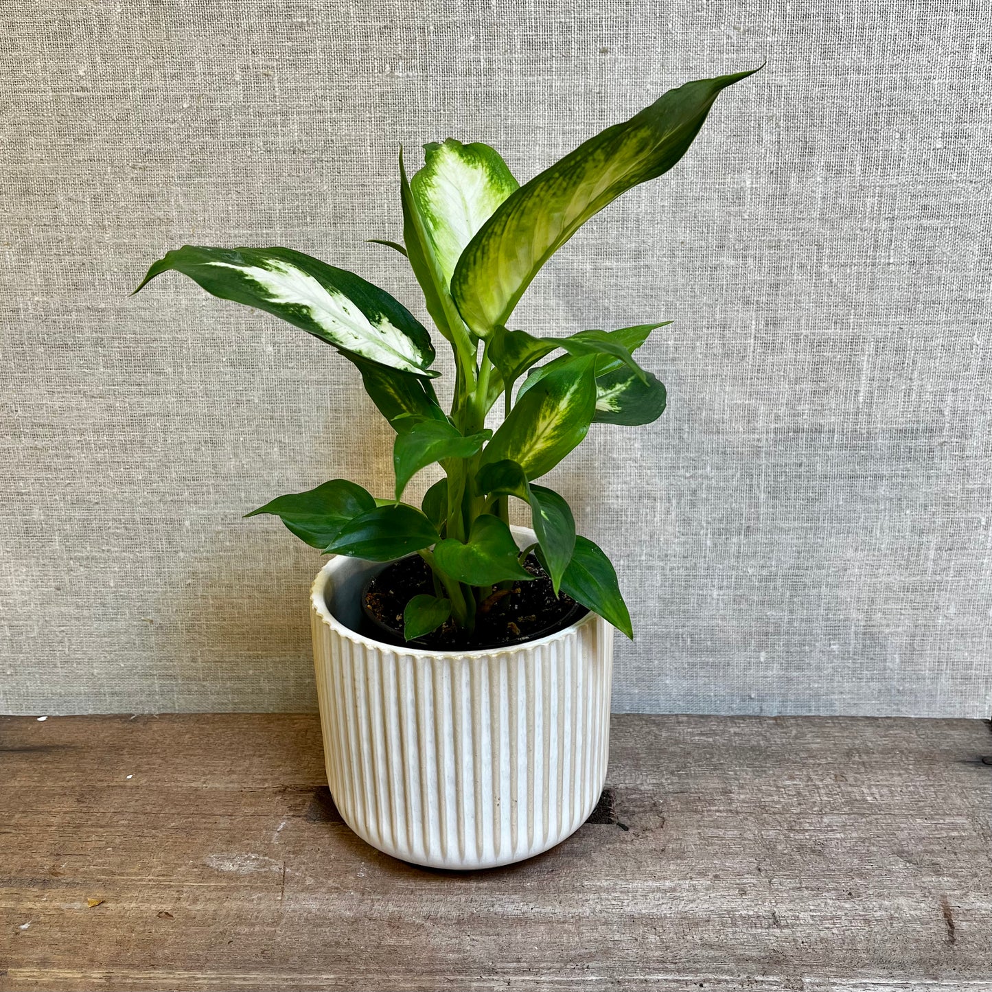 Dieffenbachia