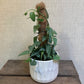 Pothos - Pinnatum Ceba Blue 4" pot
