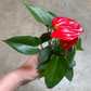 Anthurium 3” pot