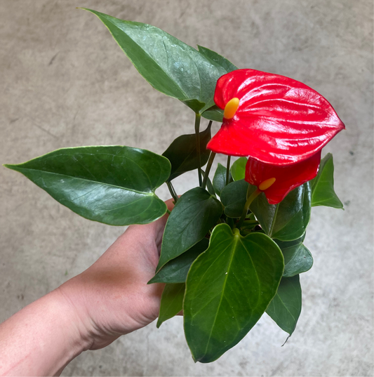 Anthurium 3” pot