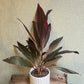 Cordyline