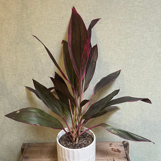 Cordyline