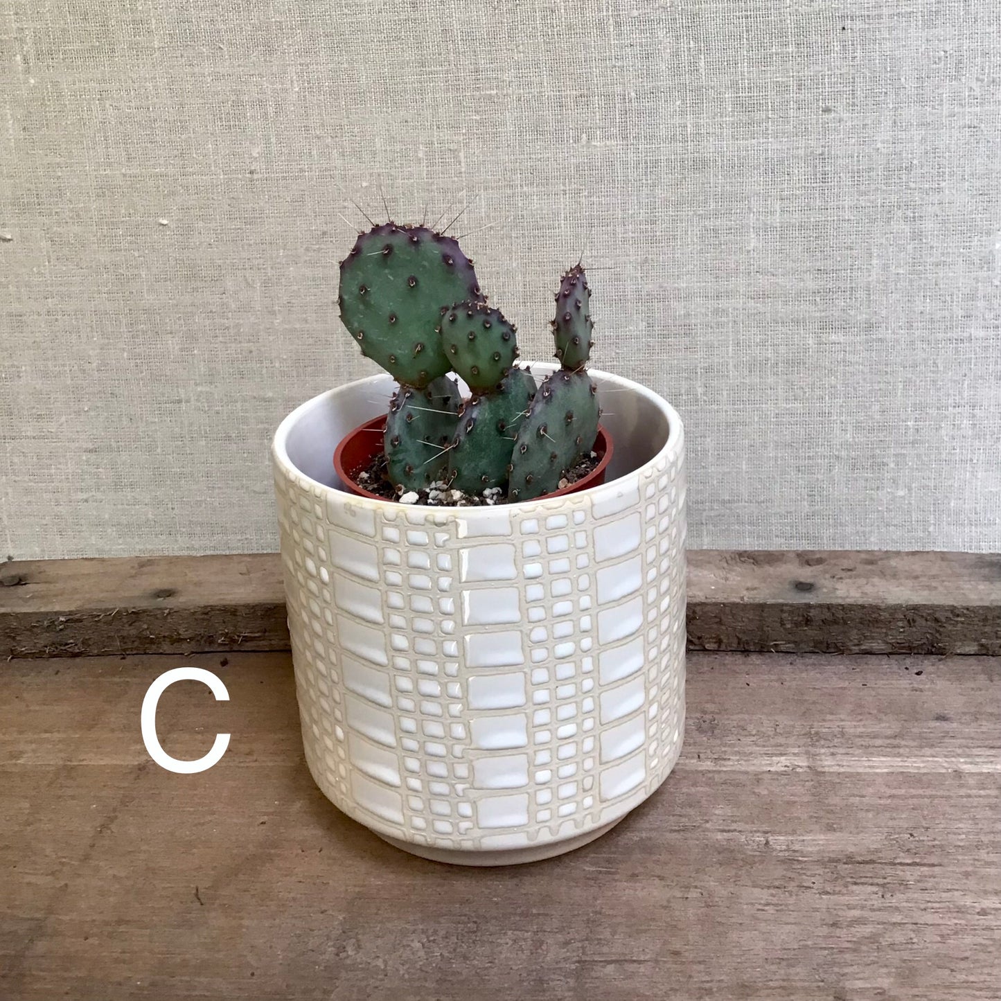 Assorted Cacti - 3.5” Pot