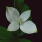 Card / Canadian Bunchberry